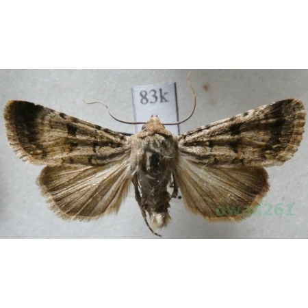 Chersotis fimbriola (Esper, 1803) Slovakia83k
